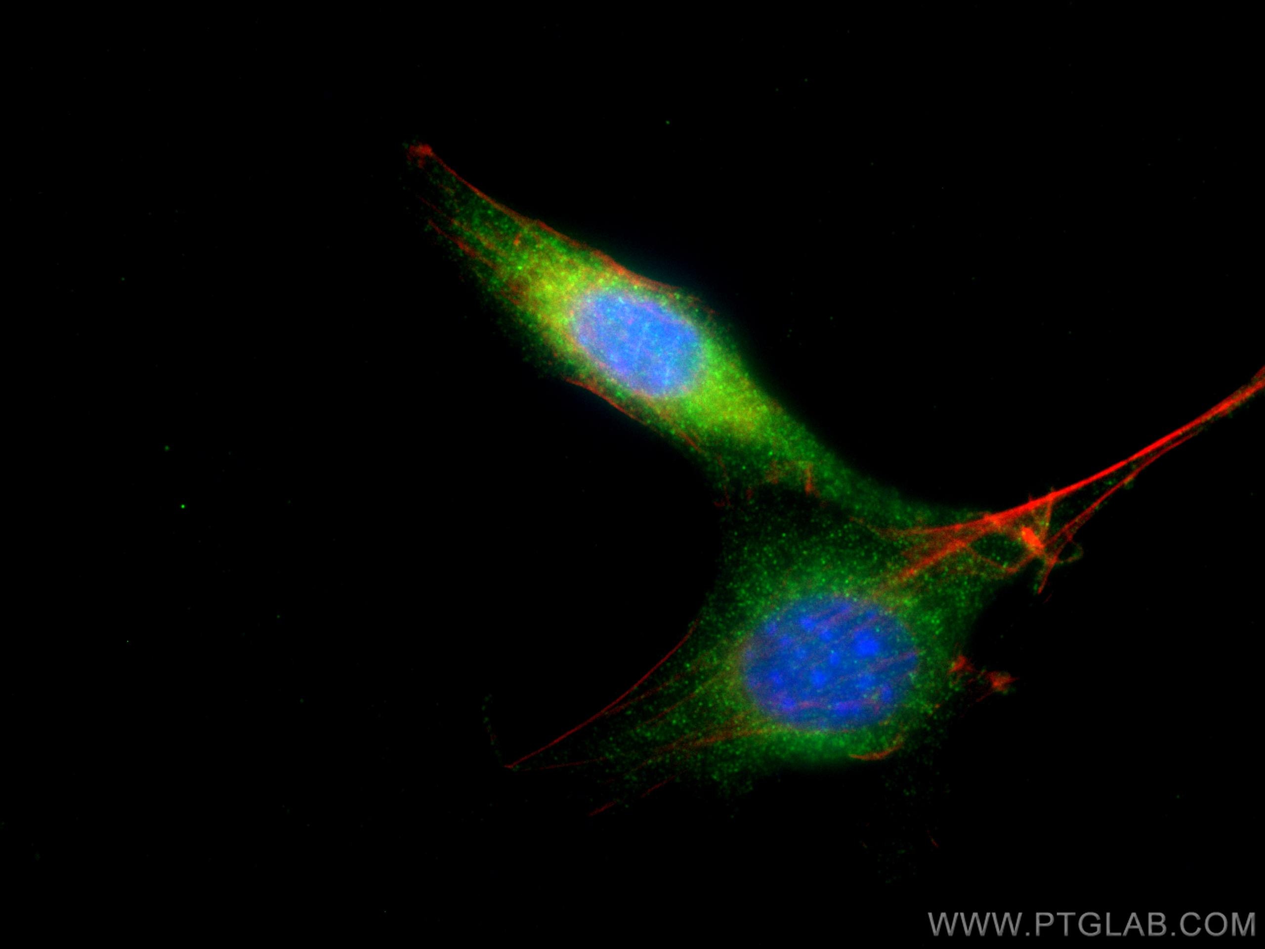 Immunofluorescence (IF) / fluorescent staining of NIH/3T3 cells using Bcl2 Polyclonal antibody (26593-1-AP)