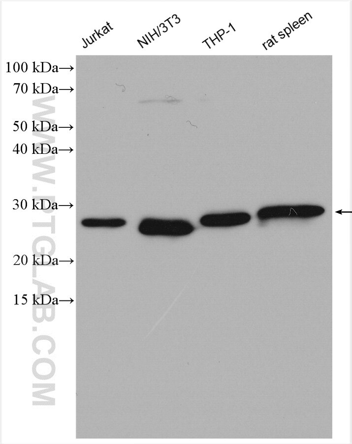 Western Blot (WB) analysis of various lysates using Bcl2 Polyclonal antibody (26593-1-AP)