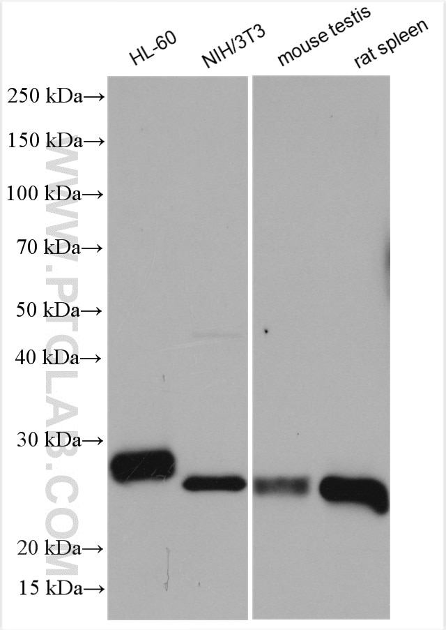 Western Blot (WB) analysis of various lysates using Bcl2 Polyclonal antibody (26593-1-AP)