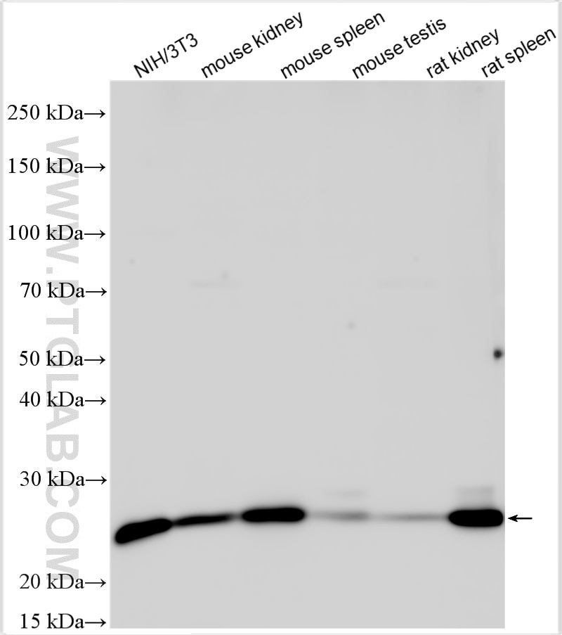 Western Blot (WB) analysis of various lysates using Bcl2 Polyclonal antibody (26593-1-AP)