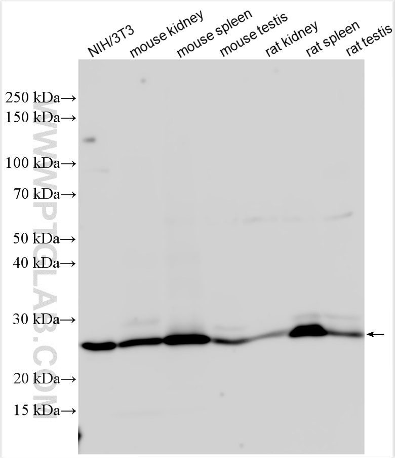 Western Blot (WB) analysis of various lysates using Bcl2 Polyclonal antibody (26593-1-AP)