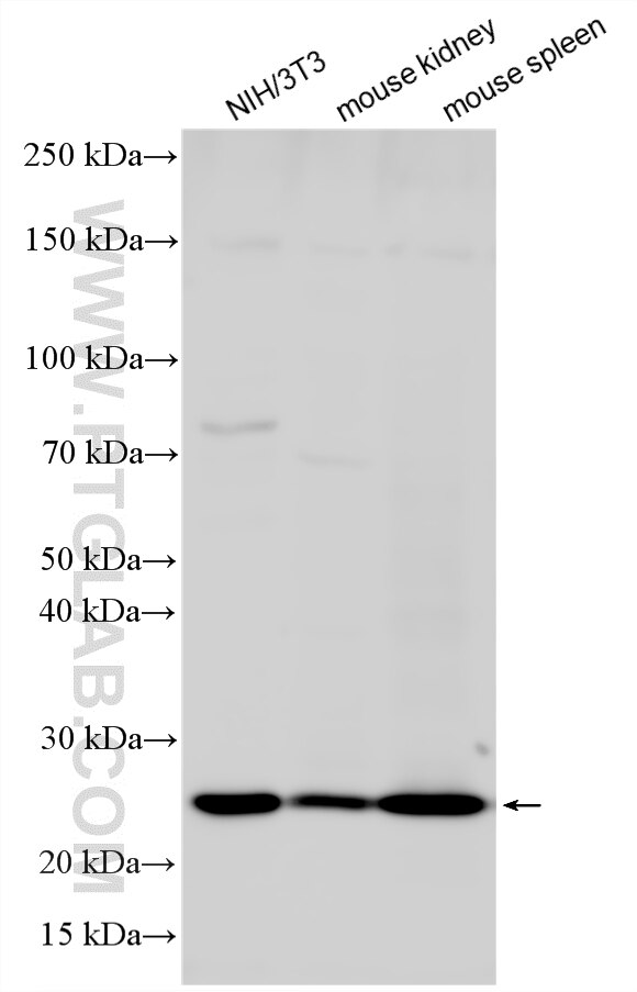 Various lysates were subjected to SDS PAGE followed by western blot with 26593-1-AP (Bcl2 antibody) at dilution of 1:4000 incubated at room temperature for 1.5 hours. Western Blot (WB) analysis of various lysates using Bcl2 Polyclonal antibody (26593-1-AP)
