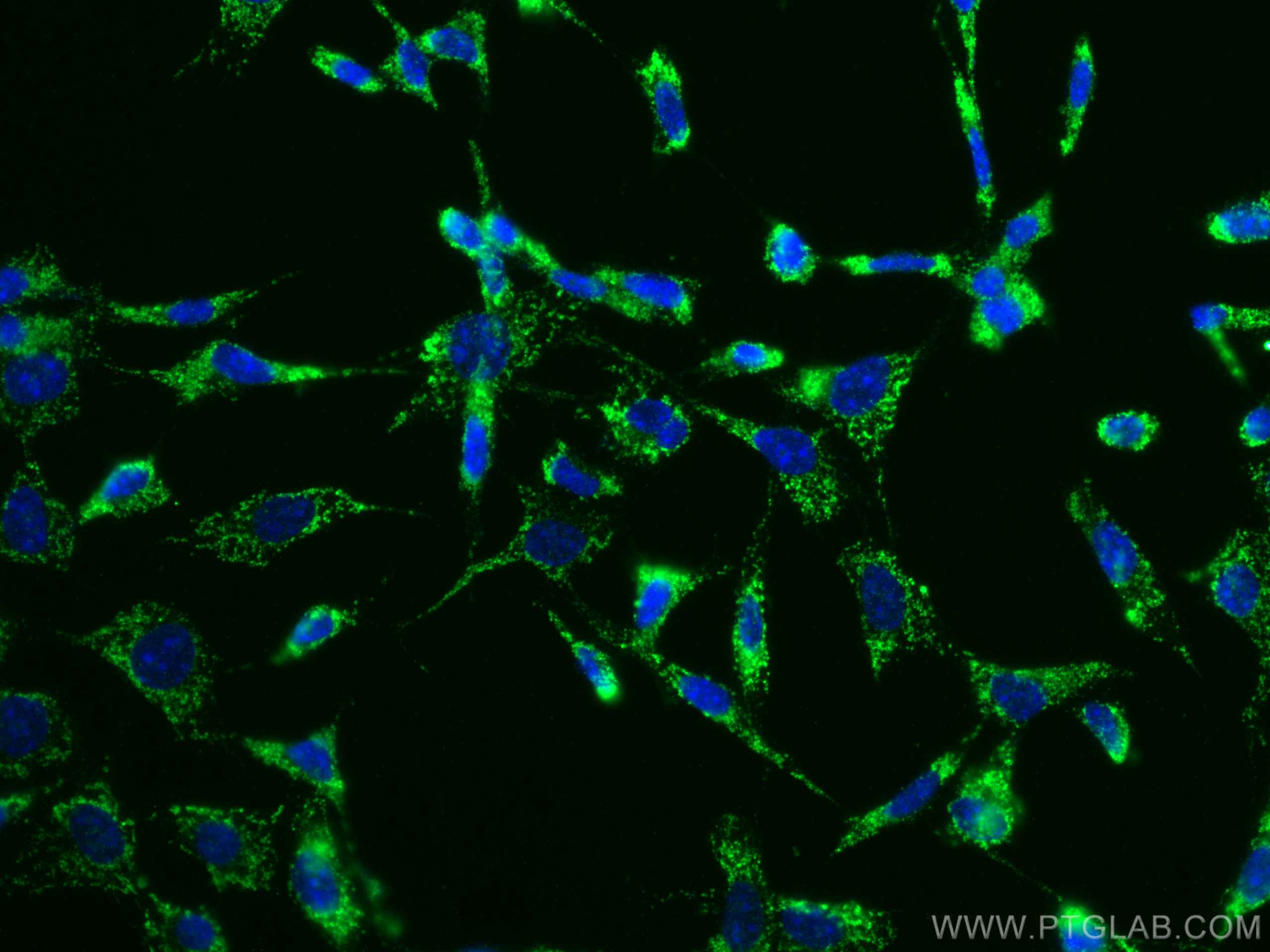 Immunofluorescence (IF) / fluorescent staining of NIH/3T3 cells using Bcl2 Monoclonal antibody (66799-1-Ig)