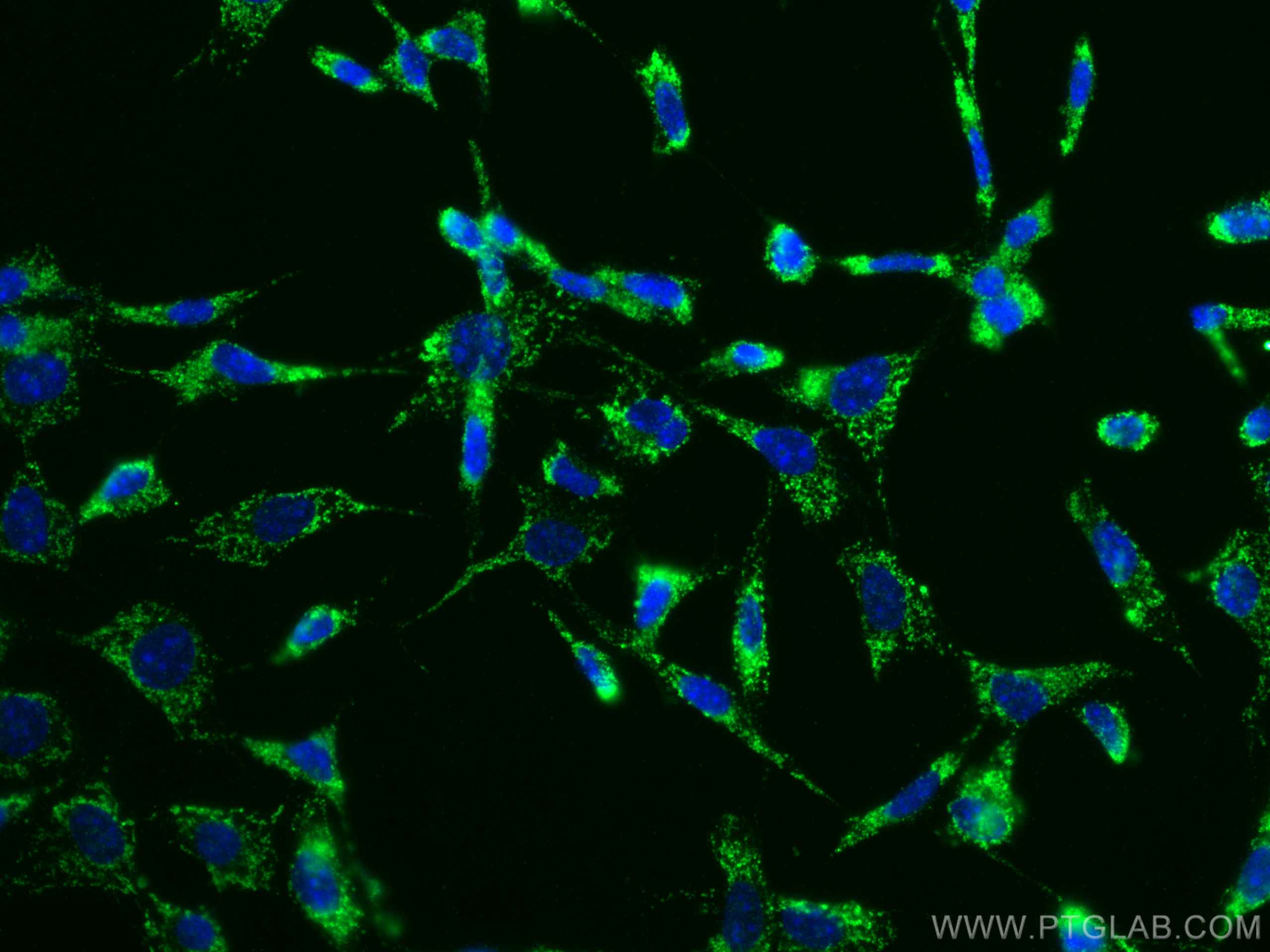 IF Staining of NIH/3T3 using 66799-1-Ig