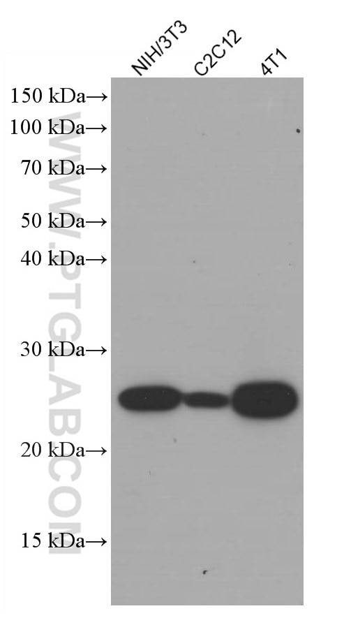 Western Blot (WB) analysis of various lysates using Bcl2 Monoclonal antibody (66799-1-Ig)