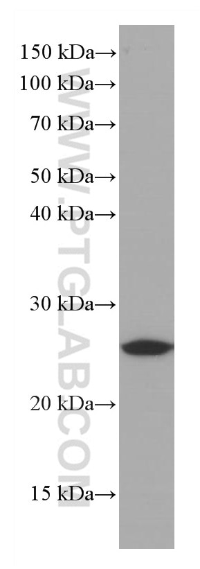 Western Blot (WB) analysis of RAW 264.7 cells using Bcl2 Monoclonal antibody (66799-1-Ig)