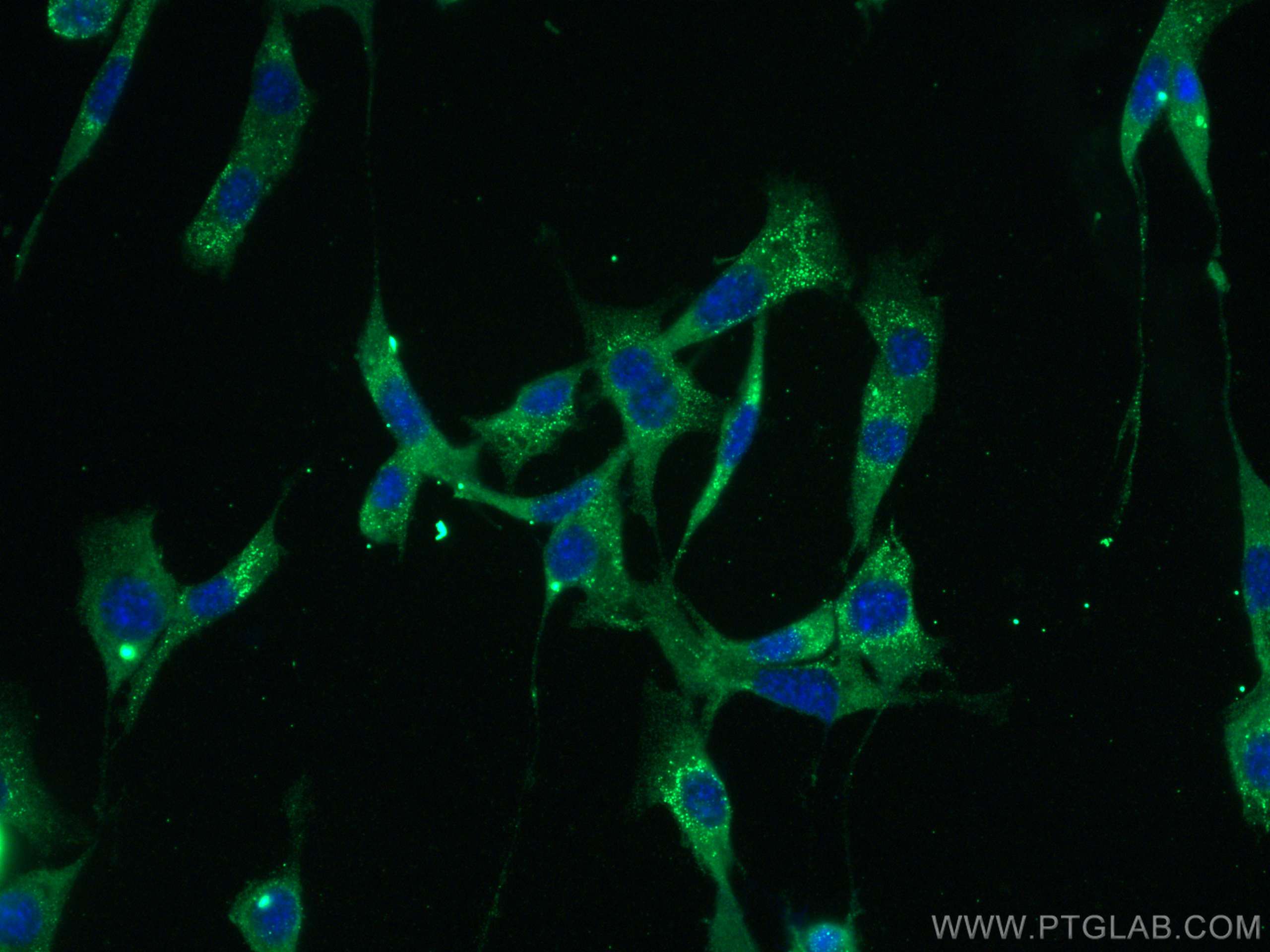 Immunofluorescence (IF) / fluorescent staining of NIH/3T3 cells using Bcl2 Monoclonal antibody (68103-1-Ig)