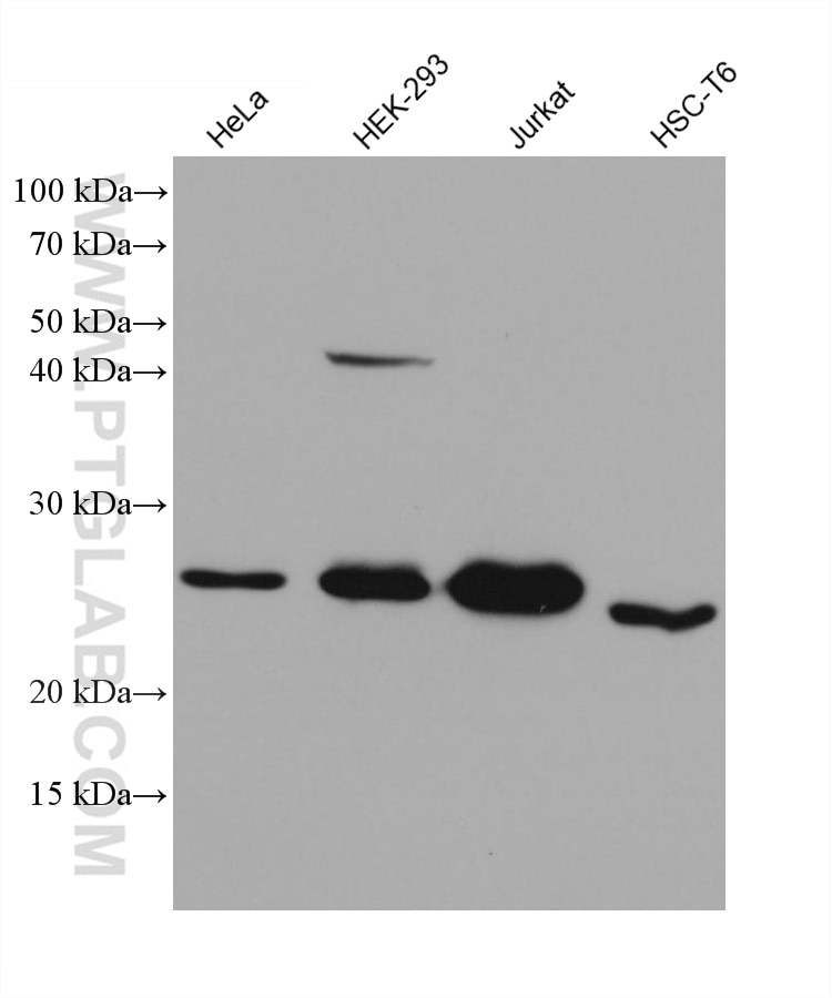 Western Blot (WB) analysis of various lysates using Bcl2 Monoclonal antibody (68103-1-Ig)