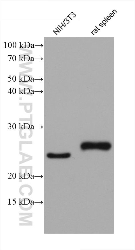 Western Blot (WB) analysis of various lysates using mouse Bcl2 Monoclonal antibody (68103-1-Ig)