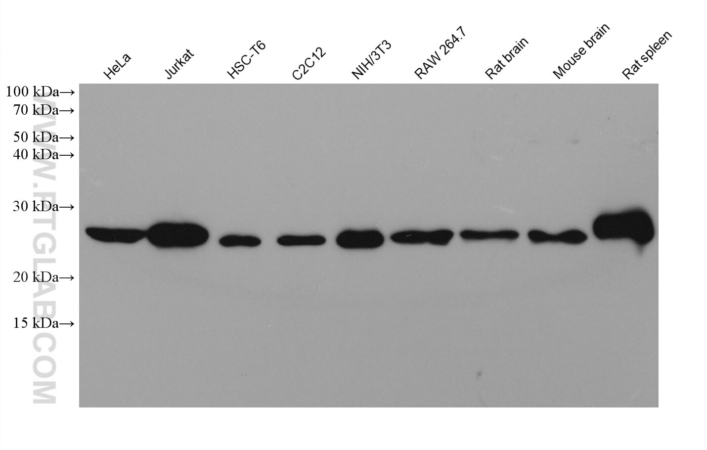 Western Blot (WB) analysis of various lysates using Bcl2 Monoclonal antibody (68103-1-Ig)