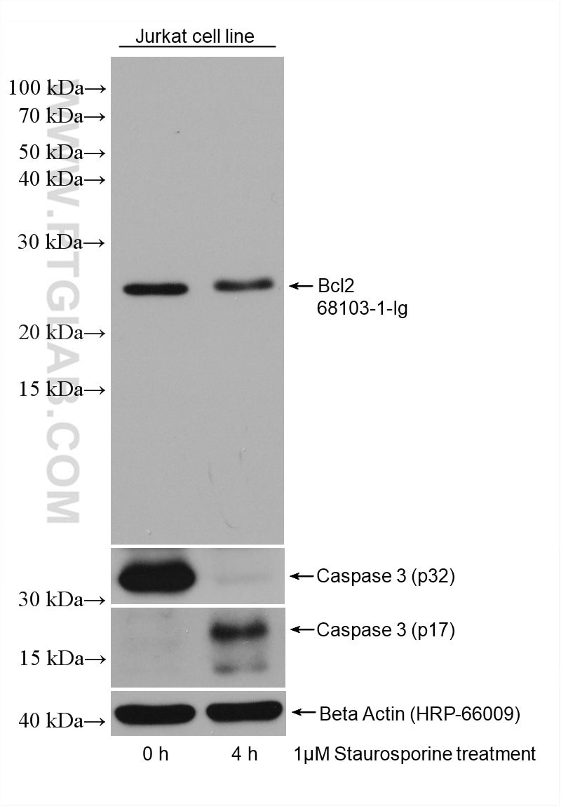 Western Blot (WB) analysis of various lysates using Bcl2 Monoclonal antibody (68103-1-Ig)