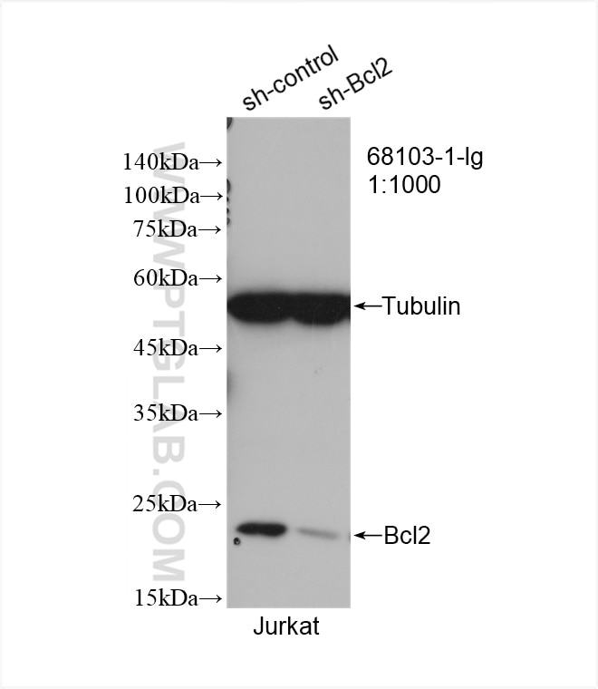 Western Blot (WB) analysis of Jurkat cells using Bcl2 Monoclonal antibody (68103-1-Ig)