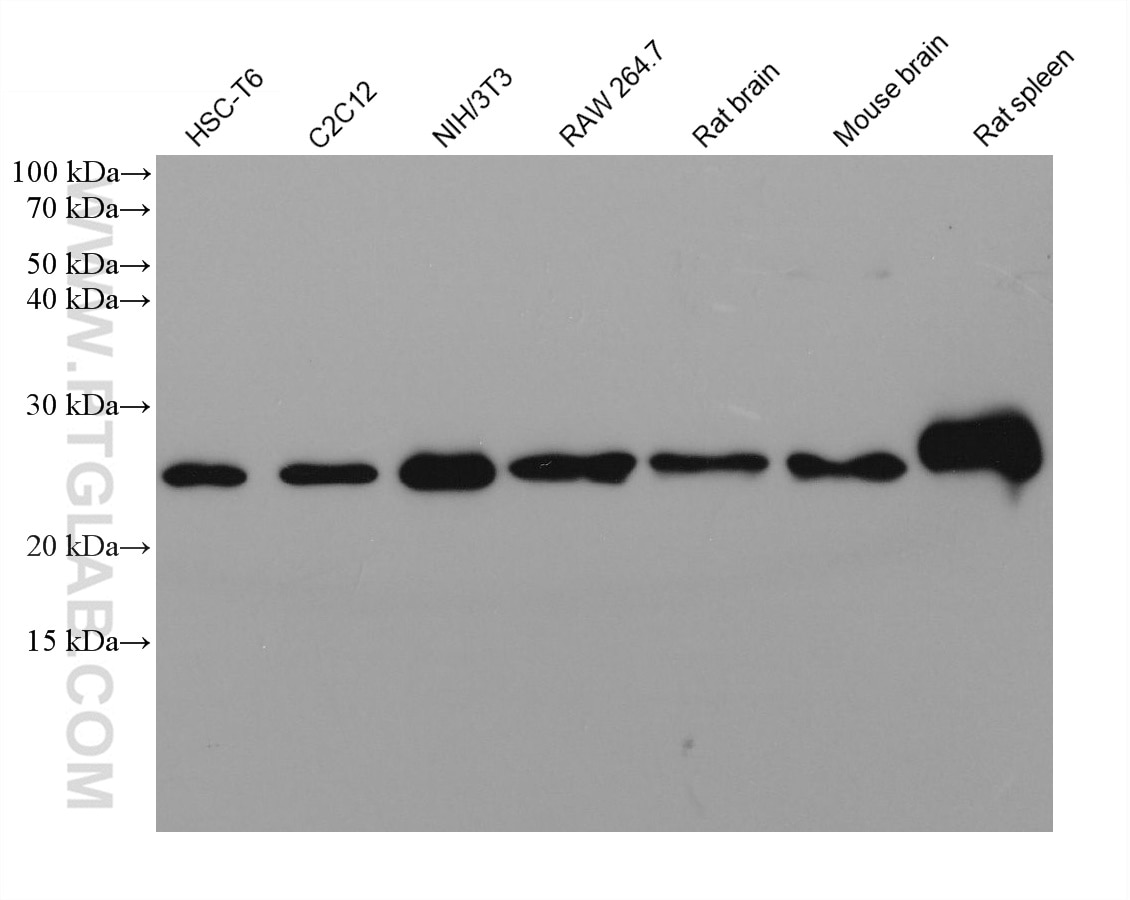 Western Blot (WB) analysis of various lysates using mouse Bcl2 Monoclonal antibody (68103-1-Ig)