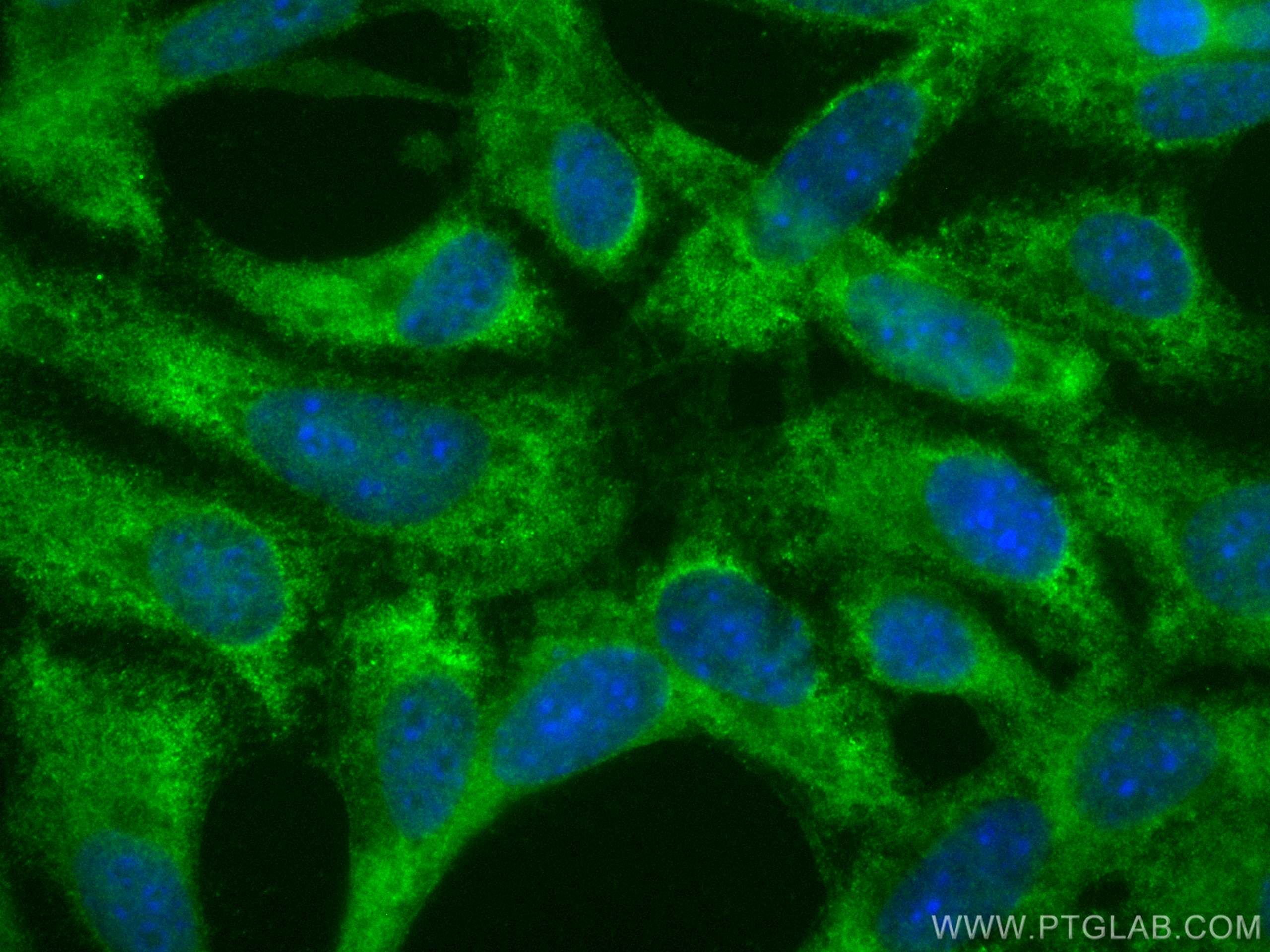 Immunofluorescence (IF) / fluorescent staining of NIH/3T3 cells using CoraLite® Plus 488-conjugated mouse Bcl2 Polyclona (CL488-26593)