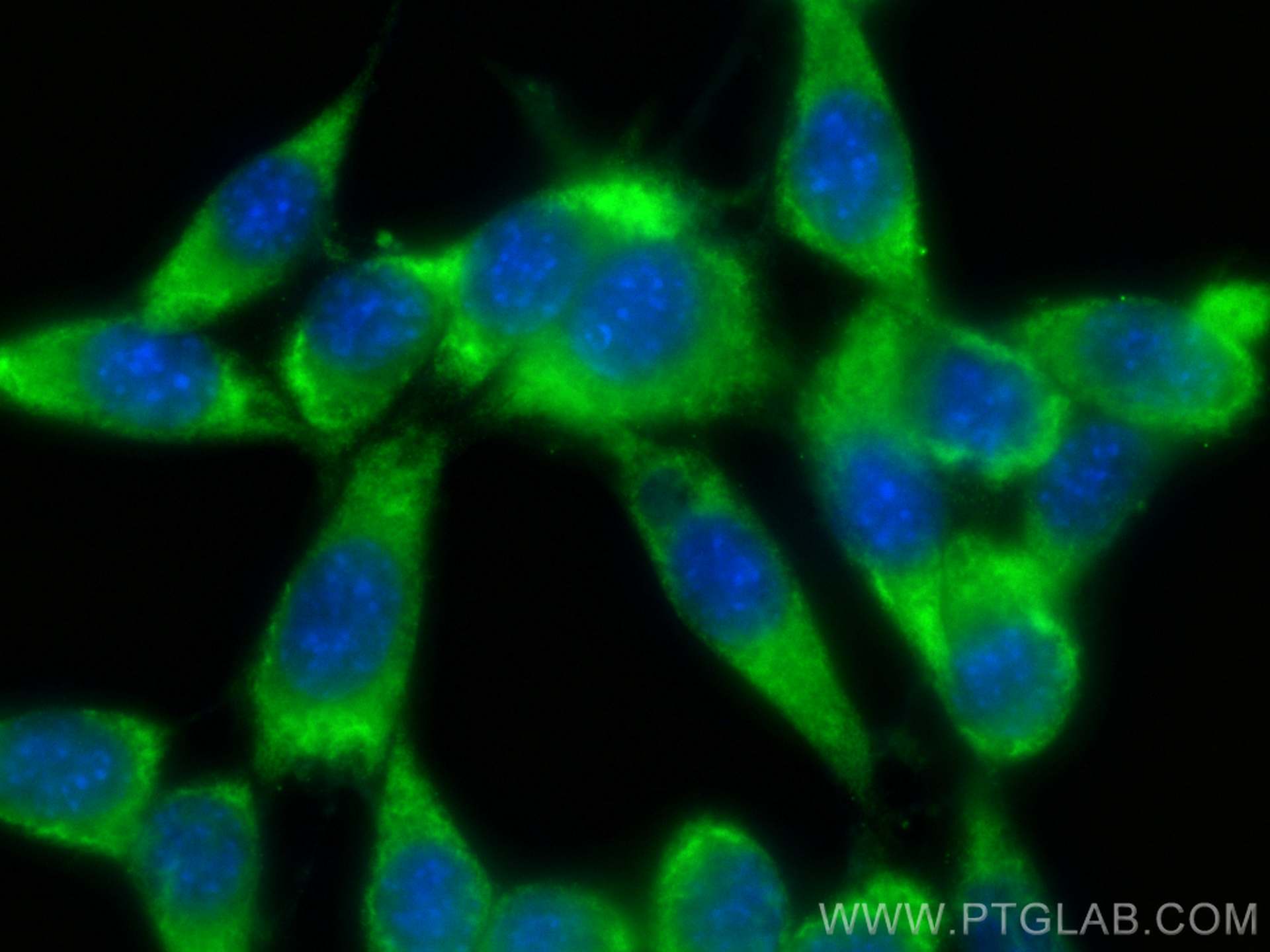 Immunofluorescence (IF) / fluorescent staining of NIH/3T3 cells using CoraLite® Plus 488-conjugated Bcl2 Monoclonal anti (CL488-68103)