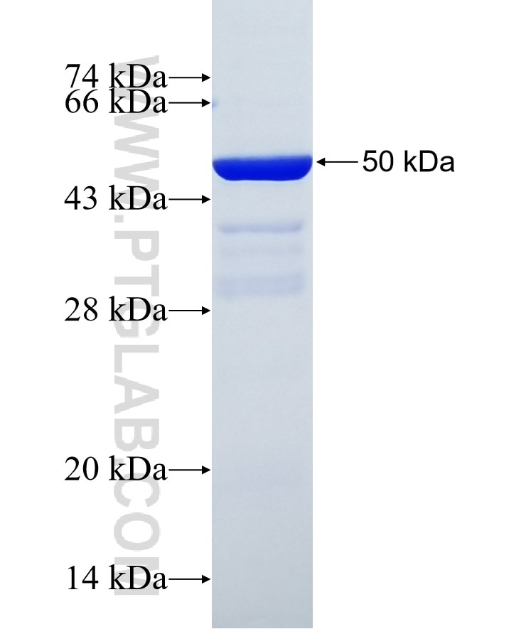 Bcl2 fusion protein Ag24260 SDS-PAGE