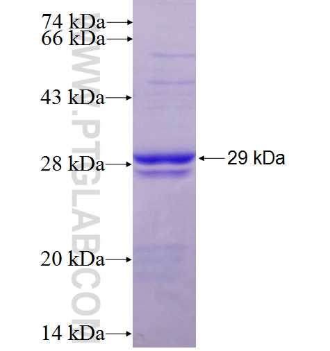 Bcl2 fusion protein Ag24261 SDS-PAGE