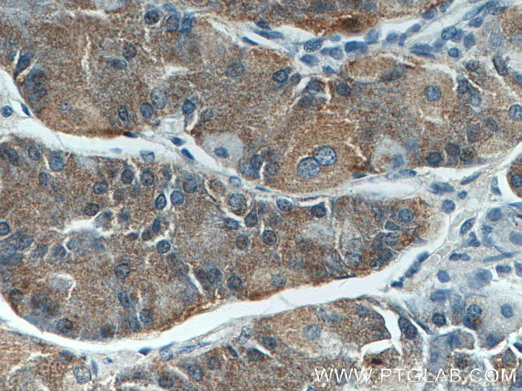 Immunohistochemistry (IHC) staining of human stomach tissue using Beclin 1 Monoclonal antibody (66665-1-Ig)