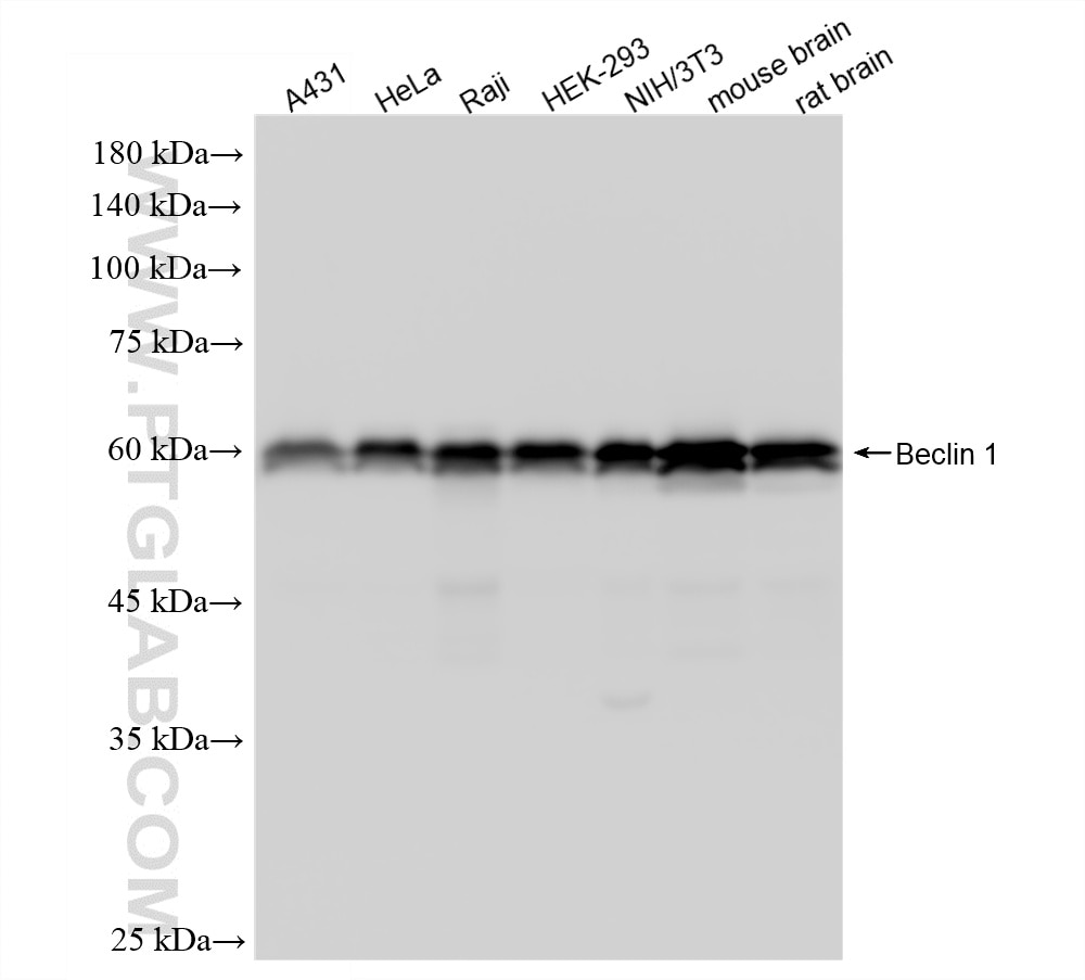 WB analysis using 87536-1-RR Western Blot (WB) analysis of various lysates using Beclin 1 Recombinant monoclonal antibody (87536-1-RR)