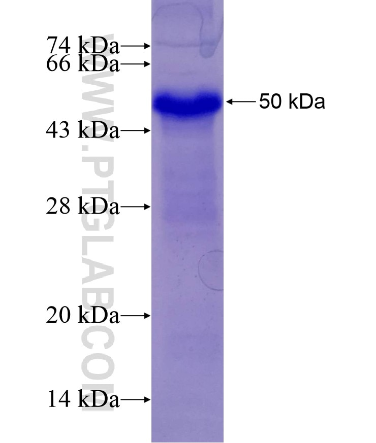 Beclin 1 fusion protein Ag26557 SDS-PAGE