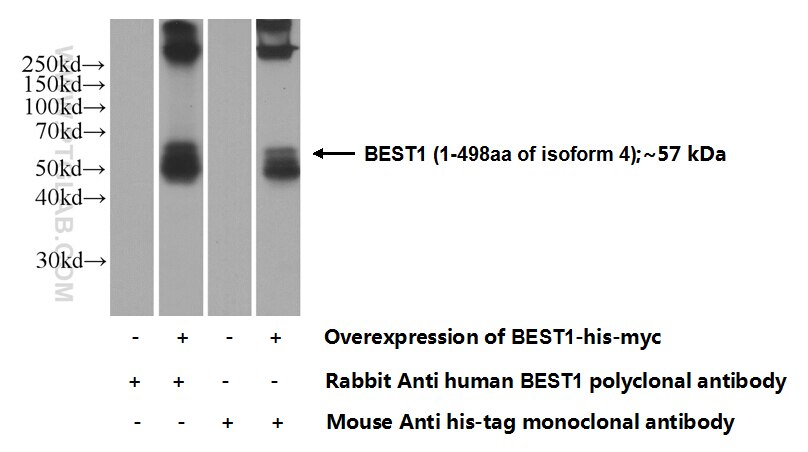 Bestrophin-1 Polyclonal antibody