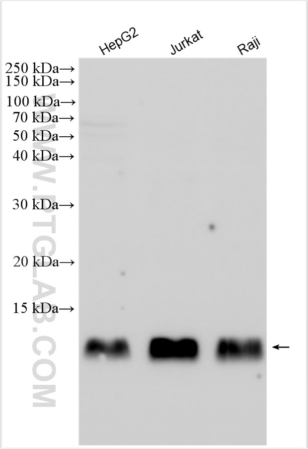 Western Blot (WB) analysis of various lysates using Beta-2-Microglobulin Polyclonal antibody (30226-1-AP)