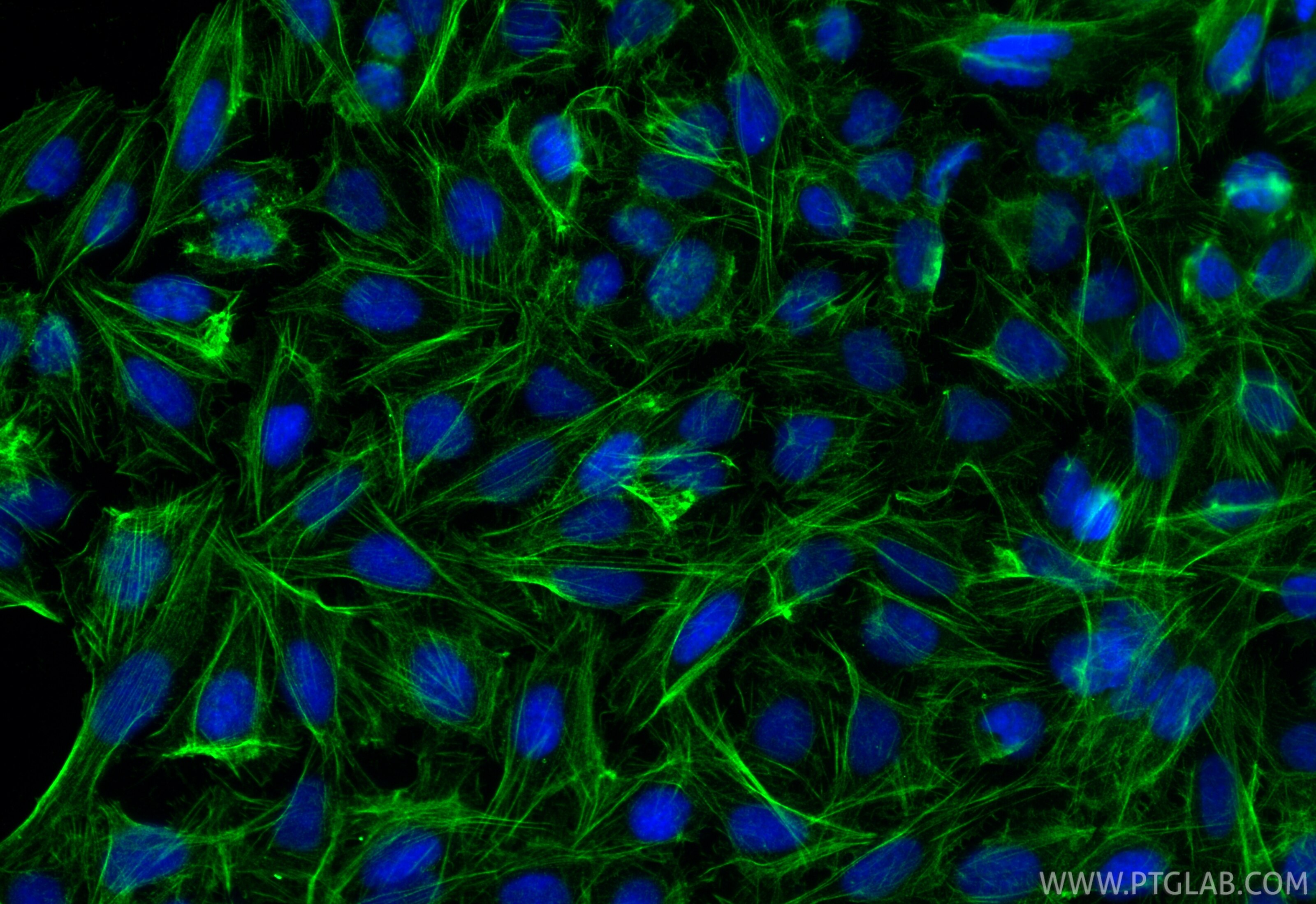 Immunofluorescence (IF) / fluorescent staining of U2OS cells using Beta Actin Recombinant monoclonal antibody (81119-1-RR)