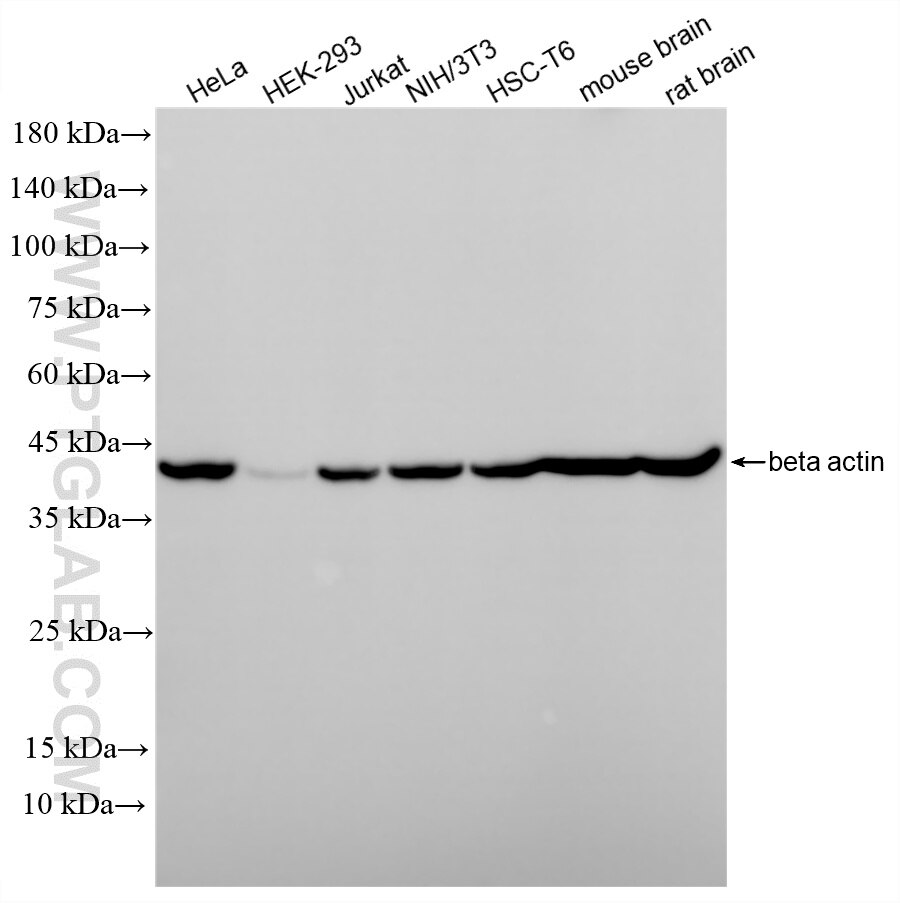 Western Blot (WB) analysis of various lysates using Beta Actin Recombinant monoclonal antibody (81119-1-RR)