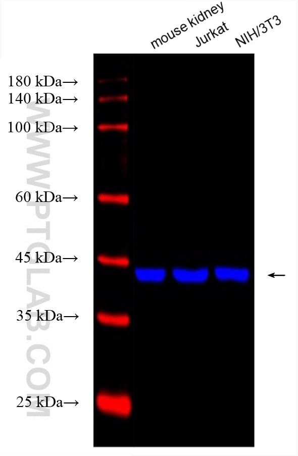 Western Blot (WB) analysis of various lysates using CoraLite® Plus 750-conjugated Beta Actin Monoclona (CL750-66009)