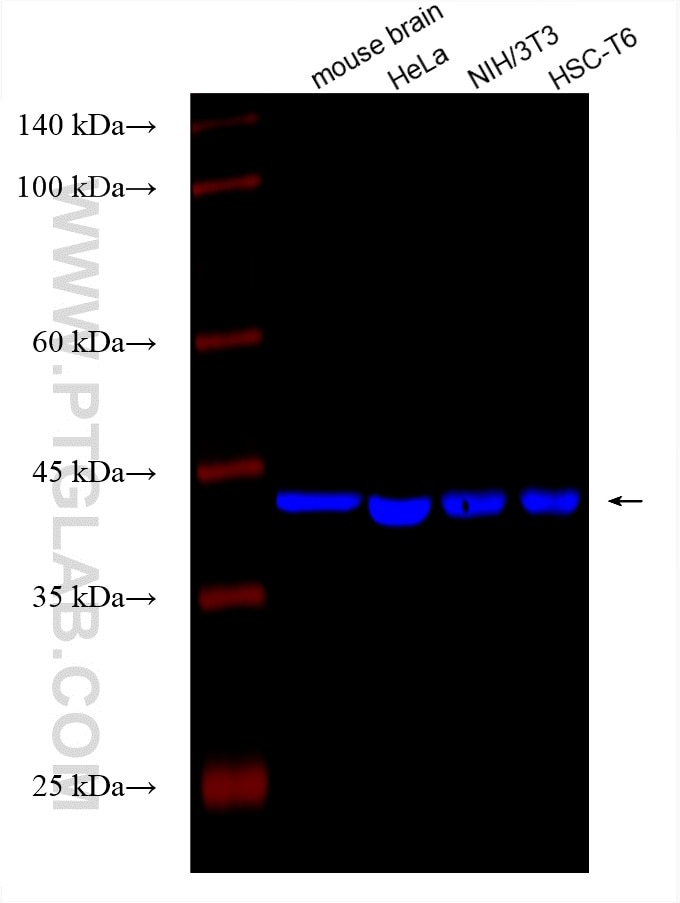 Western Blot (WB) analysis of various lysates using CoraLite® Plus 750-conjugated Beta Actin Monoclona (CL750-66009)