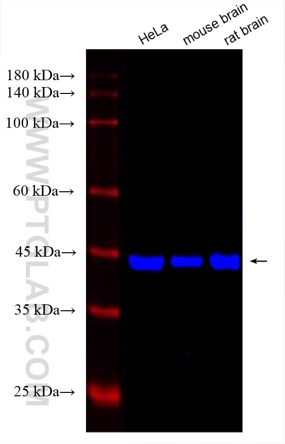 Western Blot (WB) analysis of various lysates using CoraLite® Plus 750-conjugated Beta Actin Recombina (CL750-81115)