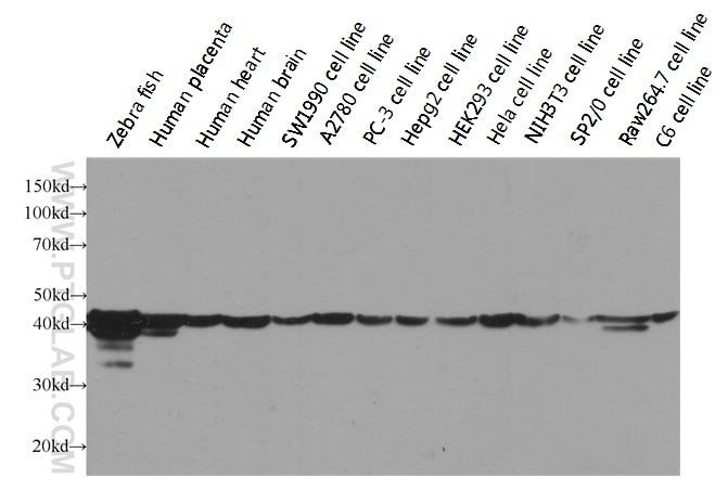 Western Blot (WB) analysis of multi-cells/tissue using HRP-conjugated Beta Actin Monoclonal antibody (HRP-60008)