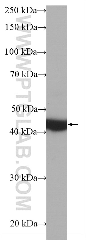 Western Blot (WB) analysis of HeLa cells using HRP-conjugated Beta Actin Monoclonal antibody (HRP-60008)