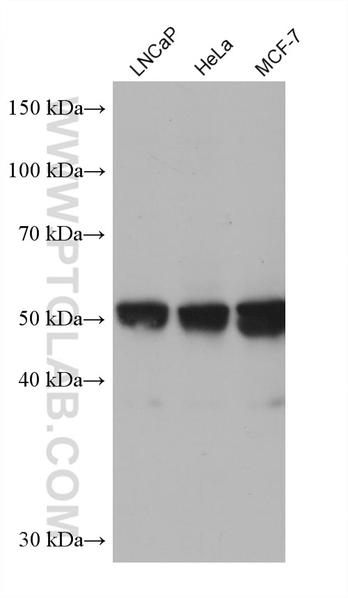 Western Blot (WB) analysis of various lysates using Beta Arrestin 2 Monoclonal antibody (68502-1-Ig)