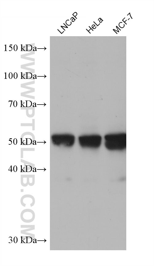 WB analysis using 68502-1-Ig