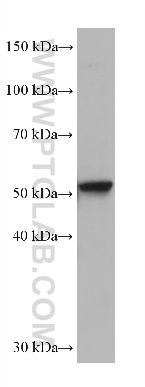 Western Blot (WB) analysis of K-562 cells using Beta Arrestin 2 Monoclonal antibody (68502-1-Ig)