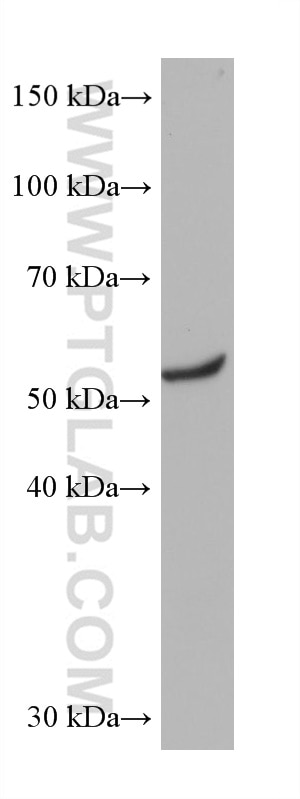 Western Blot (WB) analysis of NIH/3T3 cells using Beta Arrestin 2 Monoclonal antibody (68502-1-Ig)