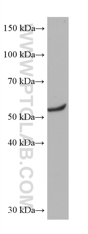 WB analysis of NIH/3T3 using 68502-1-Ig