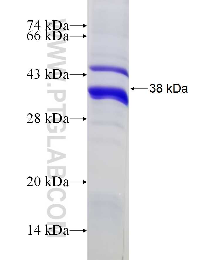 Beta Arrestin 2 fusion protein Ag29807 SDS-PAGE