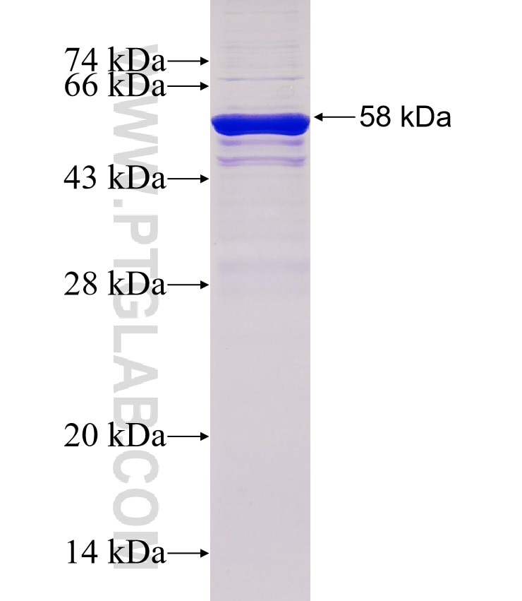 Beta Arrestin 2 fusion protein Ag0227 SDS-PAGE