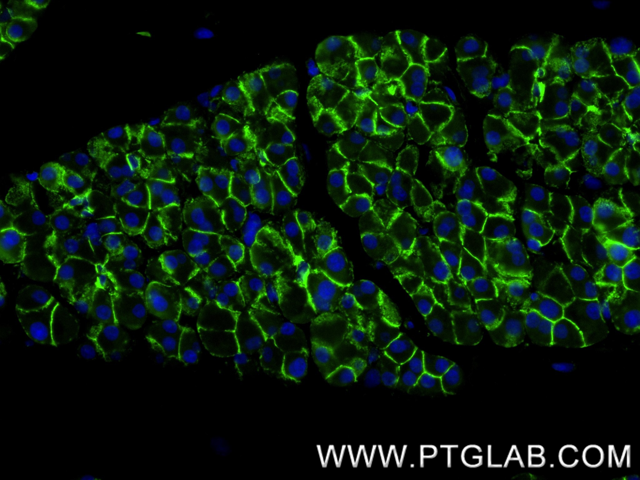 Immunofluorescence (IF) / fluorescent staining of rat pancreas tissue using Beta Catenin Recombinant monoclonal antibody (80488-1-RR)