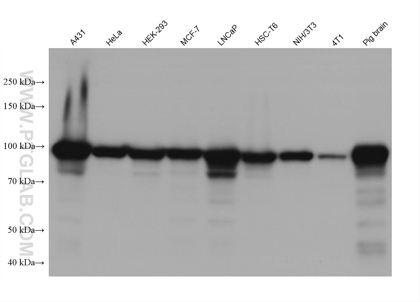 Western Blot (WB) analysis of various lysates using Beta Catenin Recombinant antibody (80488-1-RR)