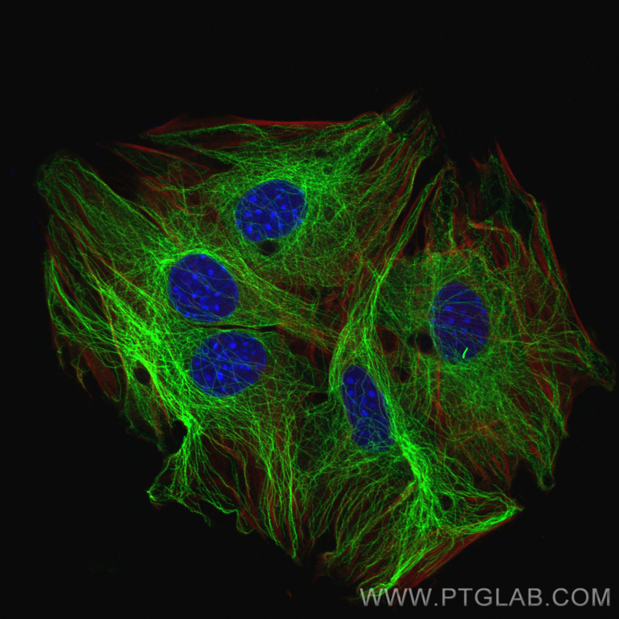 Immunofluorescence (IF) / fluorescent staining of C2C12 cells using Beta Tubulin Recombinant antibody (80713-1-RR)