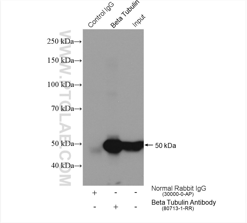 Immunoprecipitation (IP) experiment of HEK-293 cells using Beta Tubulin Recombinant antibody (80713-1-RR)