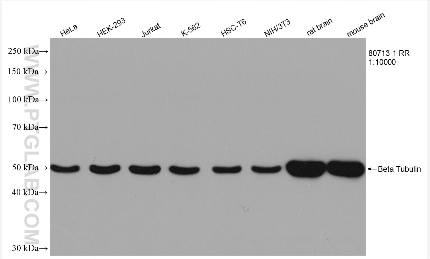 Western Blot (WB) analysis of various lysates using Beta Tubulin Recombinant antibody (80713-1-RR)