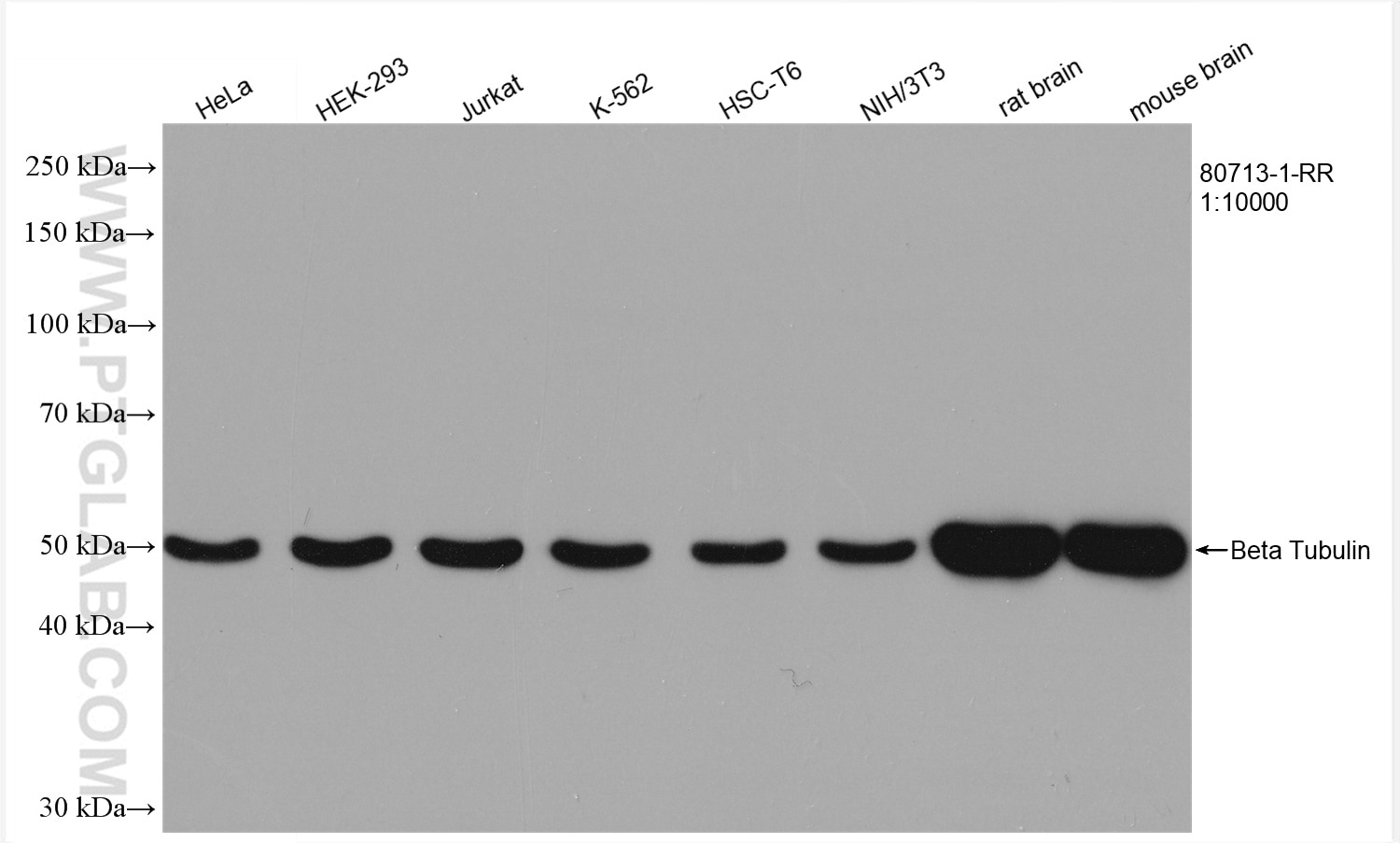 WB analysis using 80713-1-RR