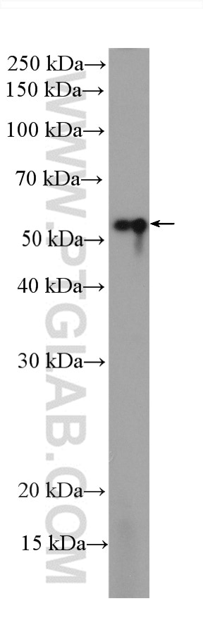 Western Blot (WB) analysis of zebrafish tissue using Beta Tubulin Recombinant antibody (80713-1-RR)