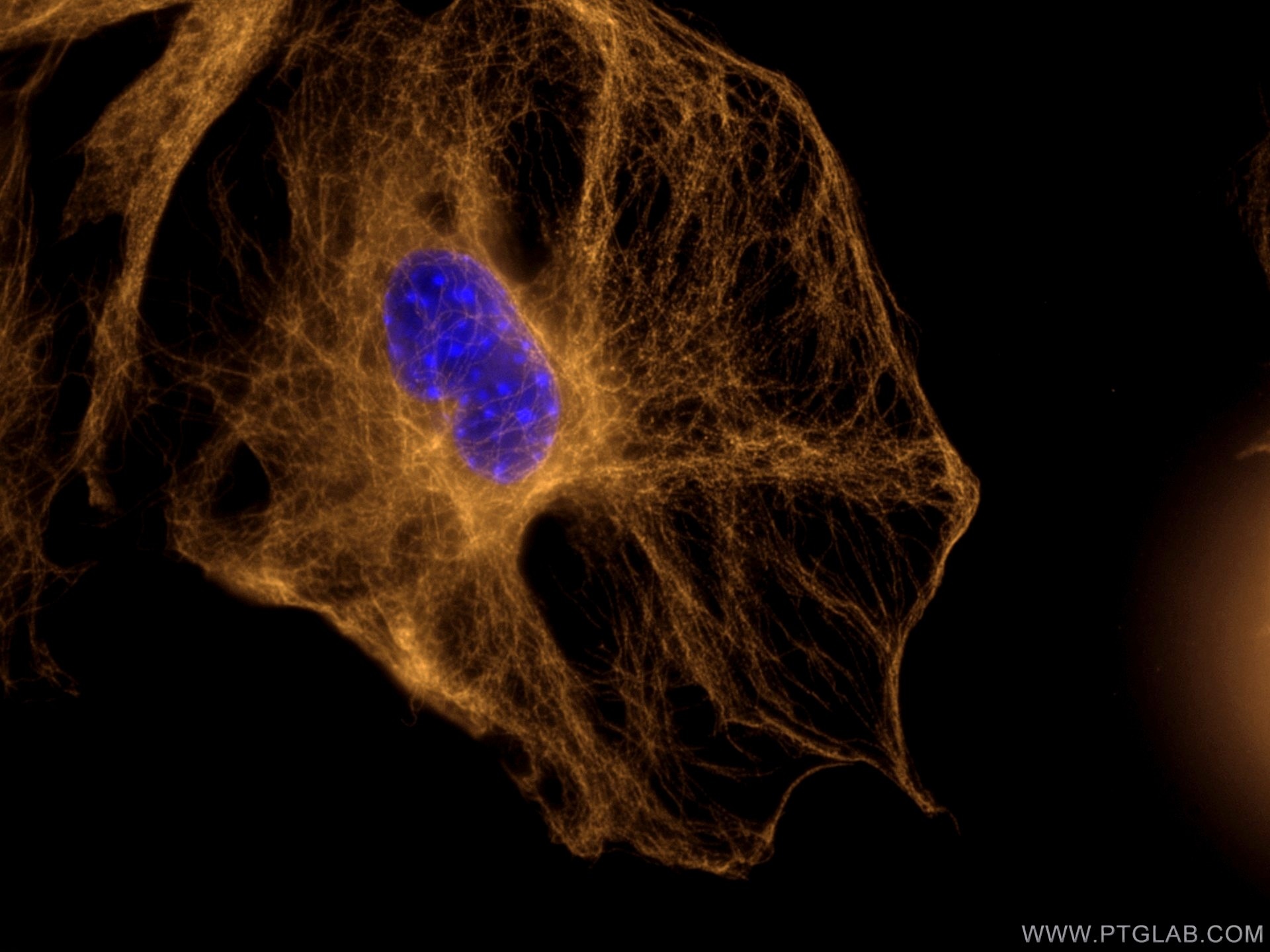 Immunofluorescence (IF) / fluorescent staining of C2C12 cells using CoraLite®555-conjugated Beta Tubulin Recombinant a (CL555-80713)