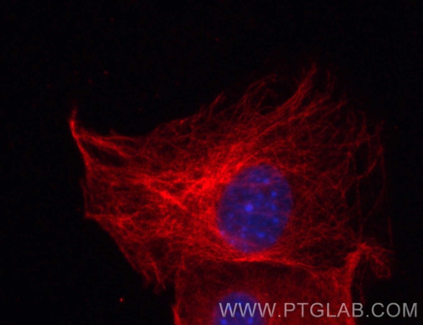 Immunofluorescence (IF) / fluorescent staining of C2C12 cells using CoraLite®594-conjugated Beta Tubulin Recombinant a (CL594-80713)