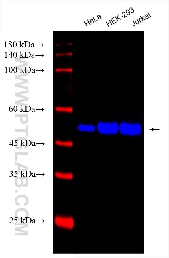 Western Blot (WB) analysis of various lysates using CoraLite® Plus 750-conjugated Beta Tubulin Monoclo (CL750-66240)